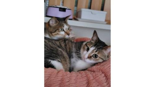 室内にいる猫