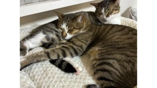 寝ている猫