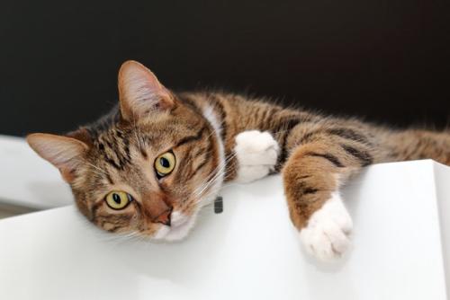 冷蔵庫の上の猫