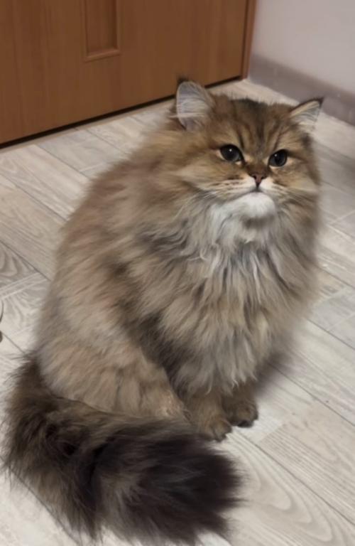 口を閉じる猫