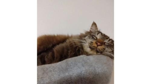 室内にいる猫
