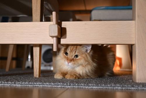 テーブルの下に隠れる猫