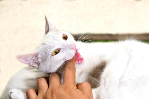 人の指を噛む猫
