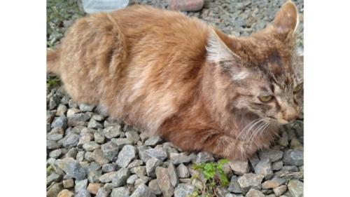 外にいる猫