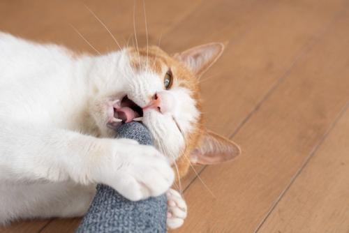 人の足を抱えてかじる猫