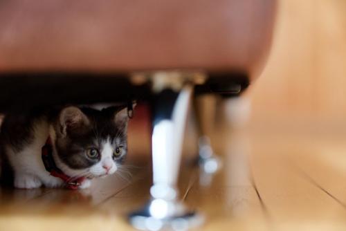イスの下に隠れる子猫
