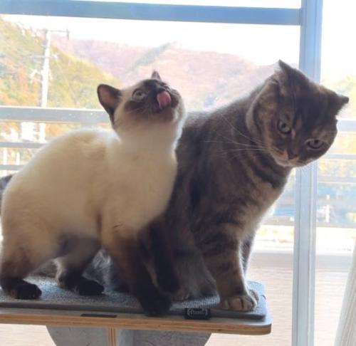 向かって左の猫が上を向き、右の猫が斜め下を向いている