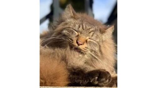 室内にいる猫