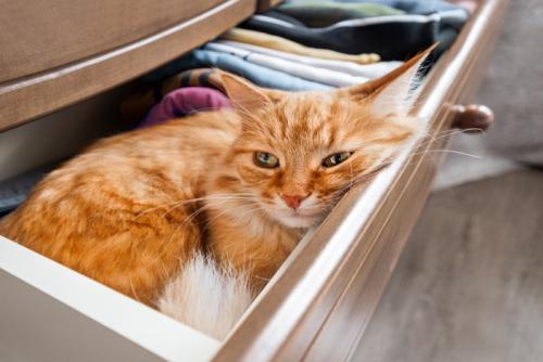 引き出しの中にいる猫