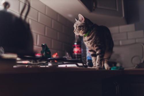 夜のキッチンを探索する猫