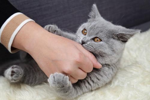 人の手を抱えて噛む猫