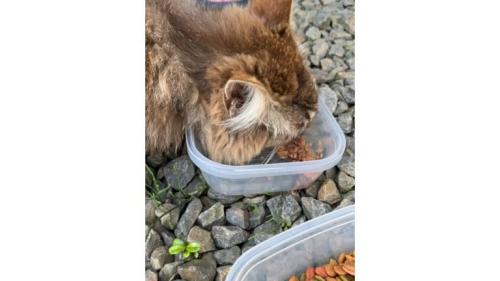 外にいる猫