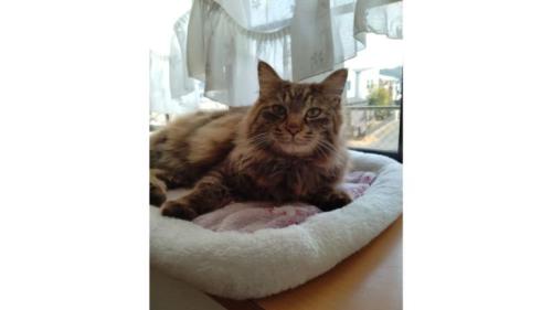 室内にいる猫