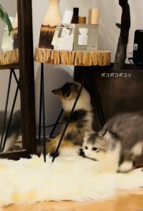 兄ミヌエットに猫パンチをする妹ミヌエット