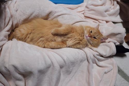 飼い主の足の間で寝る猫