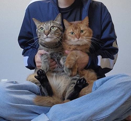 飼い主さんに抱かれるキジトラ猫と茶柄のソマリ