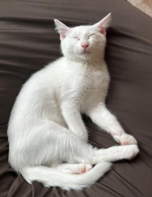 眠る白猫