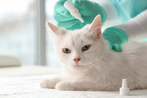 猫の首に駆虫薬をたらす獣医師