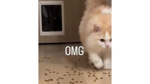 廊下を歩く猫