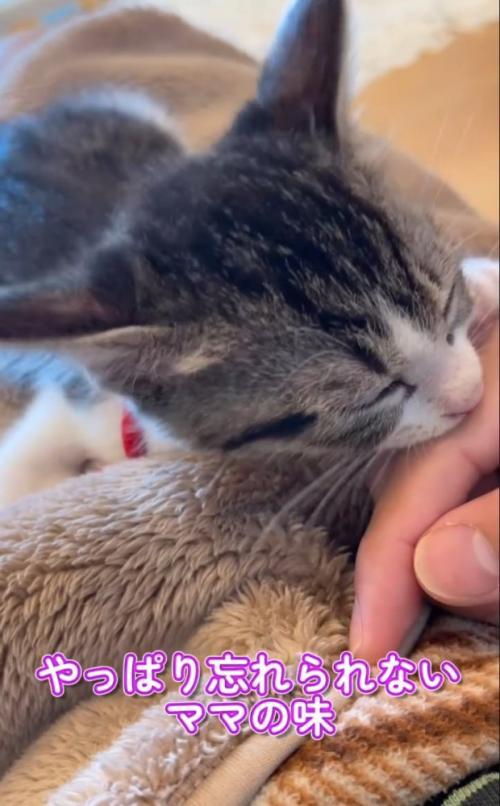 指吸いする子猫