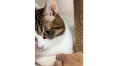 くつろぐ猫