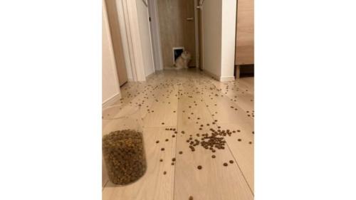 キャットフードが散らばった床