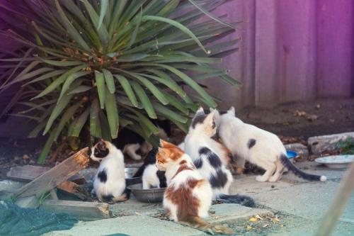 餌を食べる子猫たち