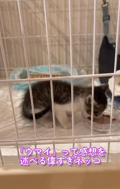 ごはんを食べる子猫