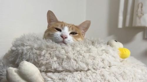 くつろぐ猫