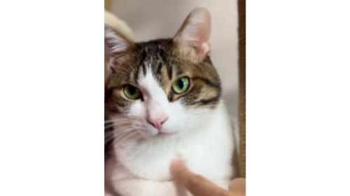 くつろぐ猫