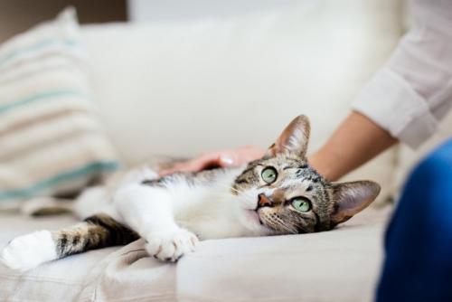 くつろぐ飼い主と猫