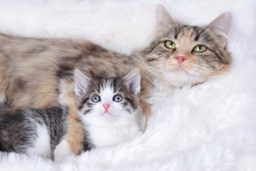 猫の親子