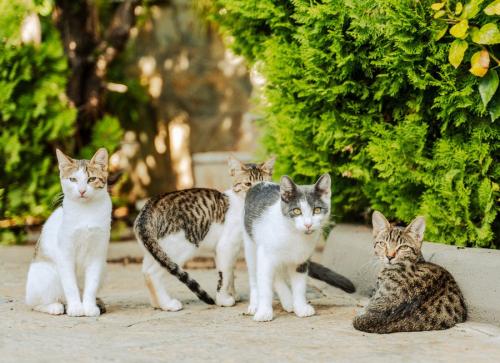 多くの猫たち