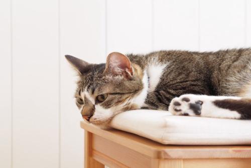 ぐったりする猫
