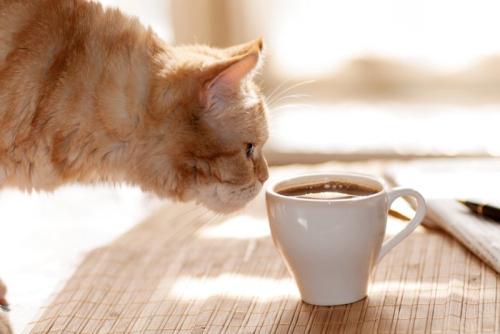 コーヒーカップと猫