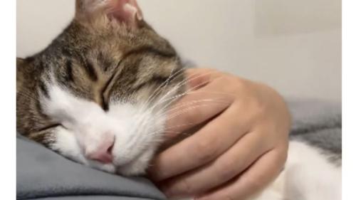 眠る猫