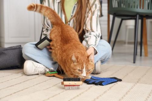 ブラッシングに飽きた猫