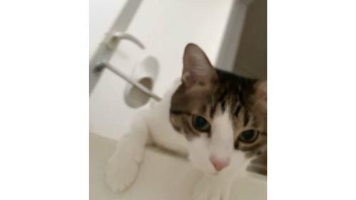 室内にいる猫