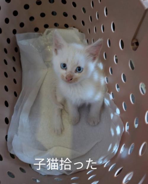小さな子猫