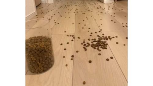キャットフードが散らばった床