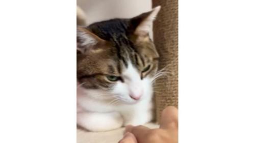 くつろぐ猫
