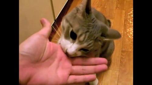 手のひらの噛みつき
