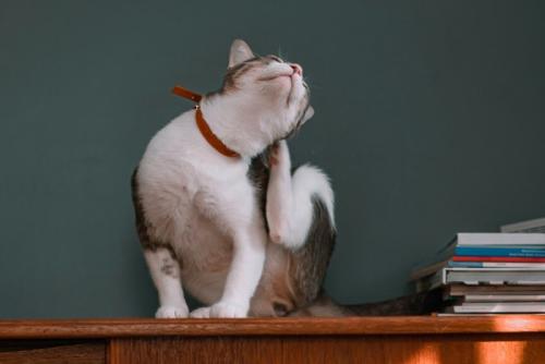 耳の後ろをかく猫