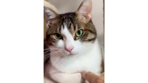 くつろぐ猫