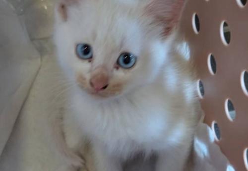 子猫の鼻
