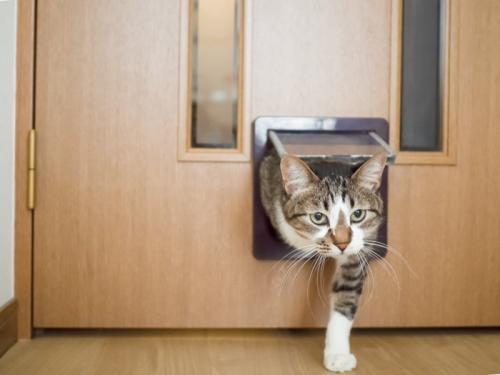 猫用ドアから出てくる猫
