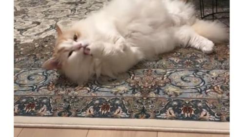 室内にいる猫