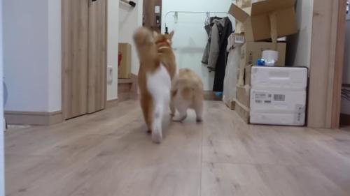 走る猫