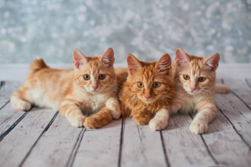 3匹の茶トラ猫