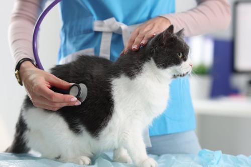 聴診される猫